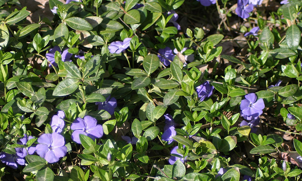 Sprawling green ground cover with light purple flowers.