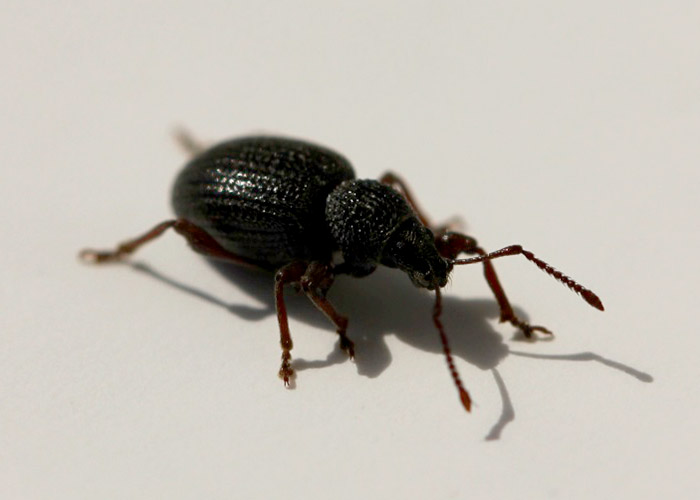 a black weevil with red to brown legs and antennae