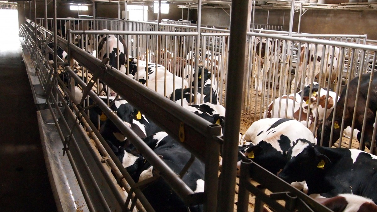 several dairy cattle in a pen inside a feeding facility