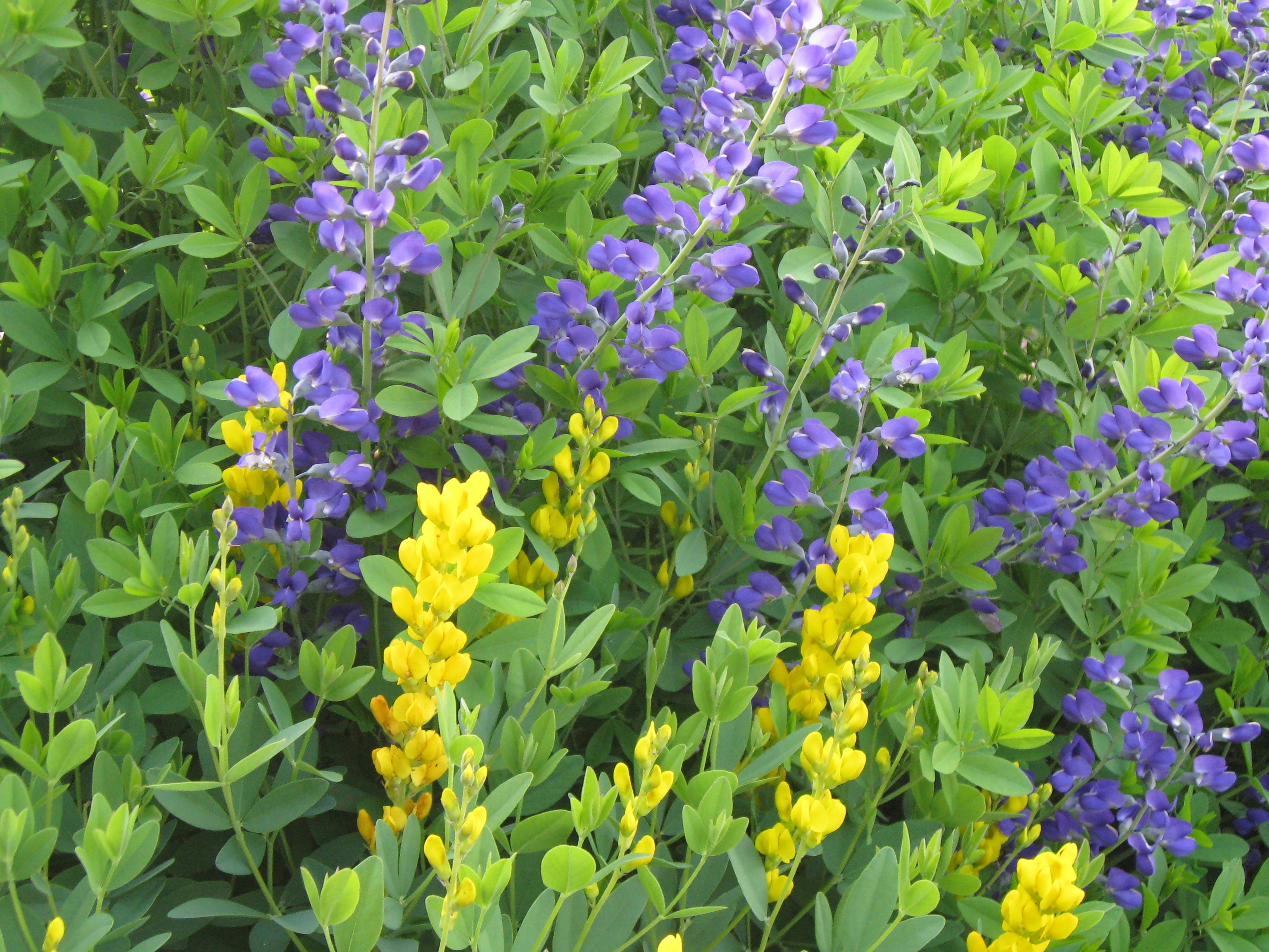 baptisia plant with green, cane-like braches with yellow and purple flowers