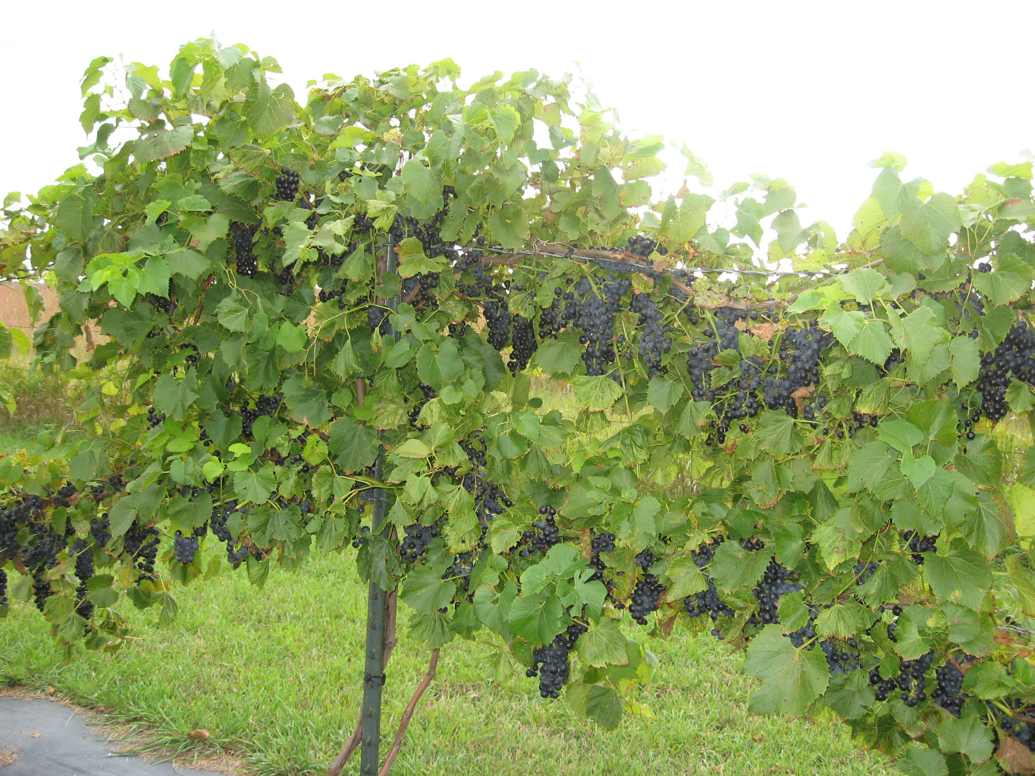 a lush, green grape vine with clusters of dark, purple grapes