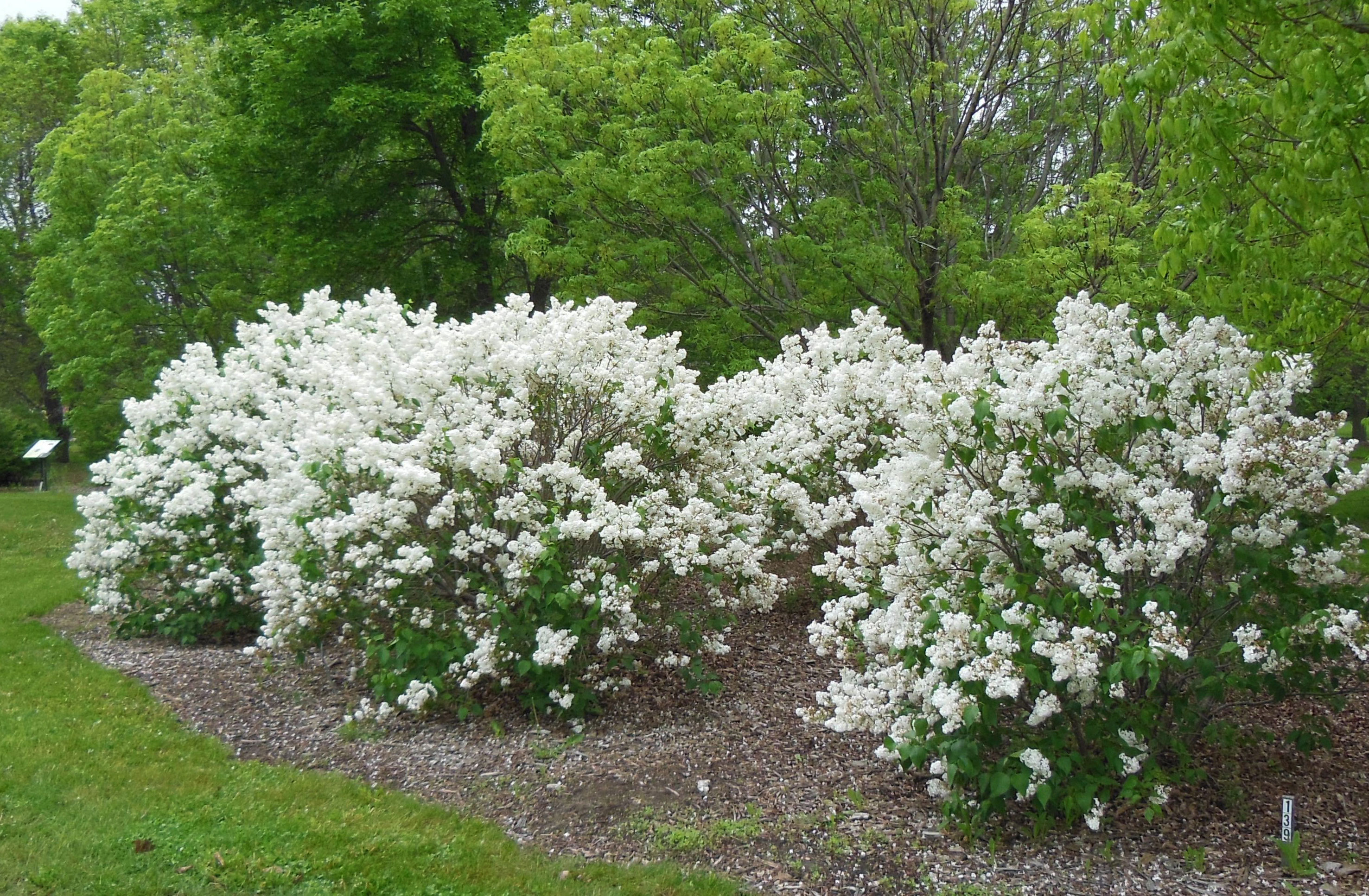 group of four lilac bushes with white flowers