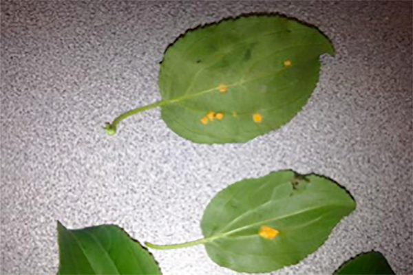 buckthorn leaves with small orange spots throughout
