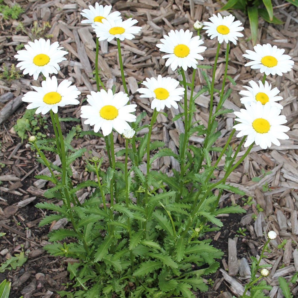 a patch of green, weedy flowers with white petals and a yellow center