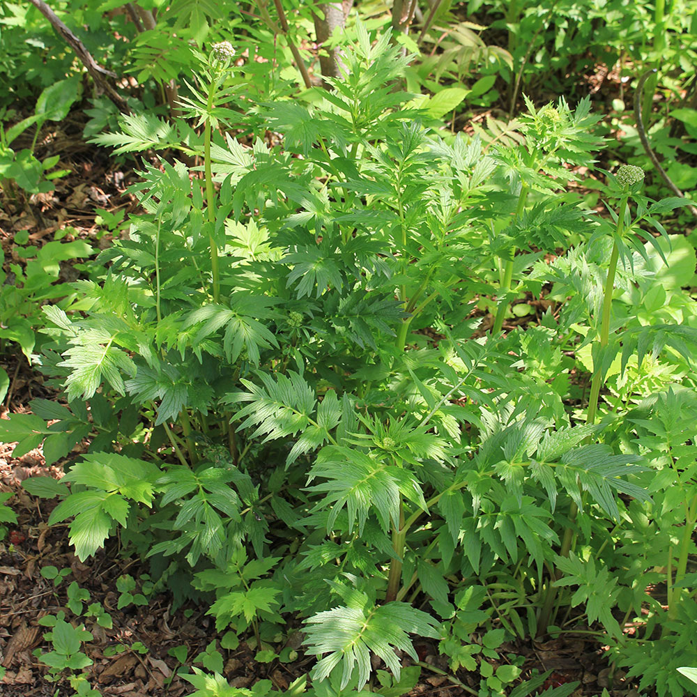 a rubust, leafy plant growing in a garden bed