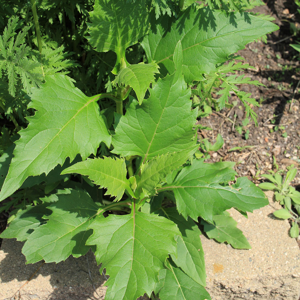 a robust, leafy plant with broad leaves