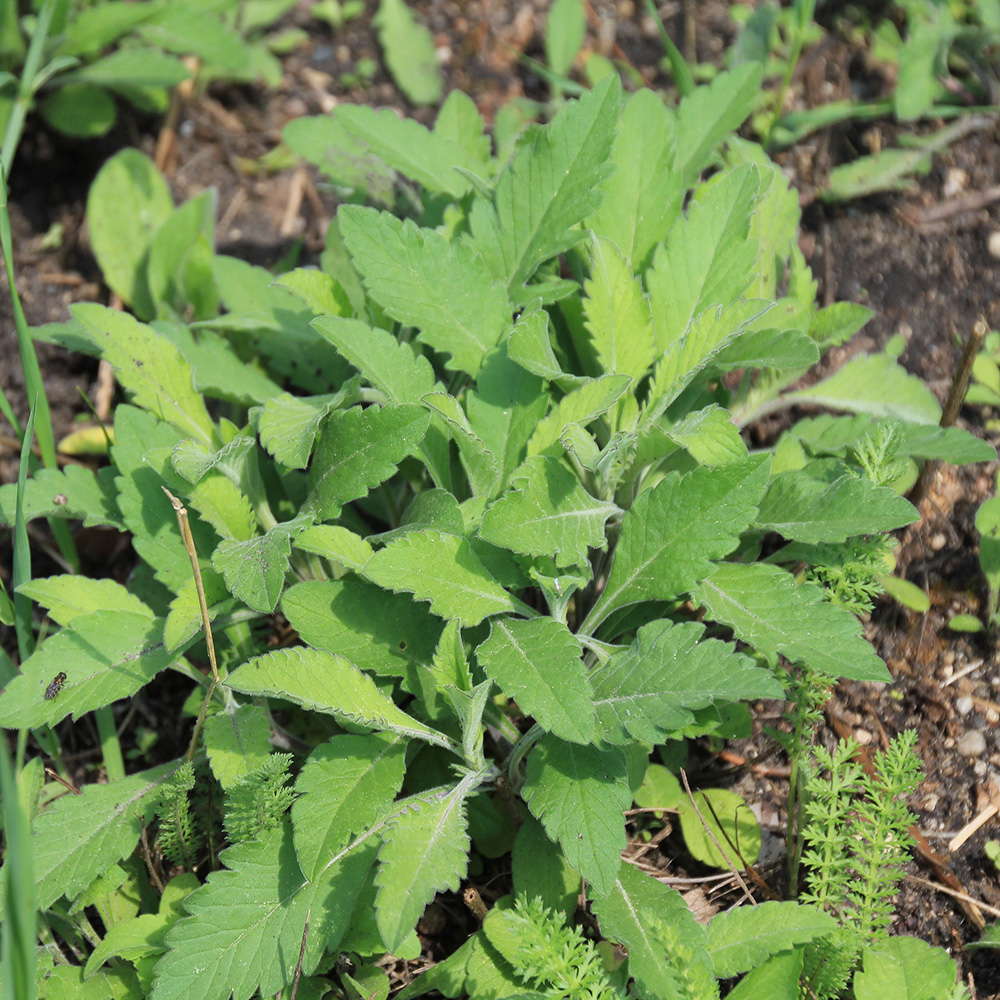 a leafy weed growing in a small garden bed