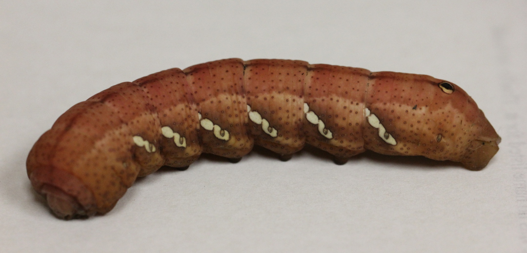 a long, worm-like caterpillar with small black spots and white markings