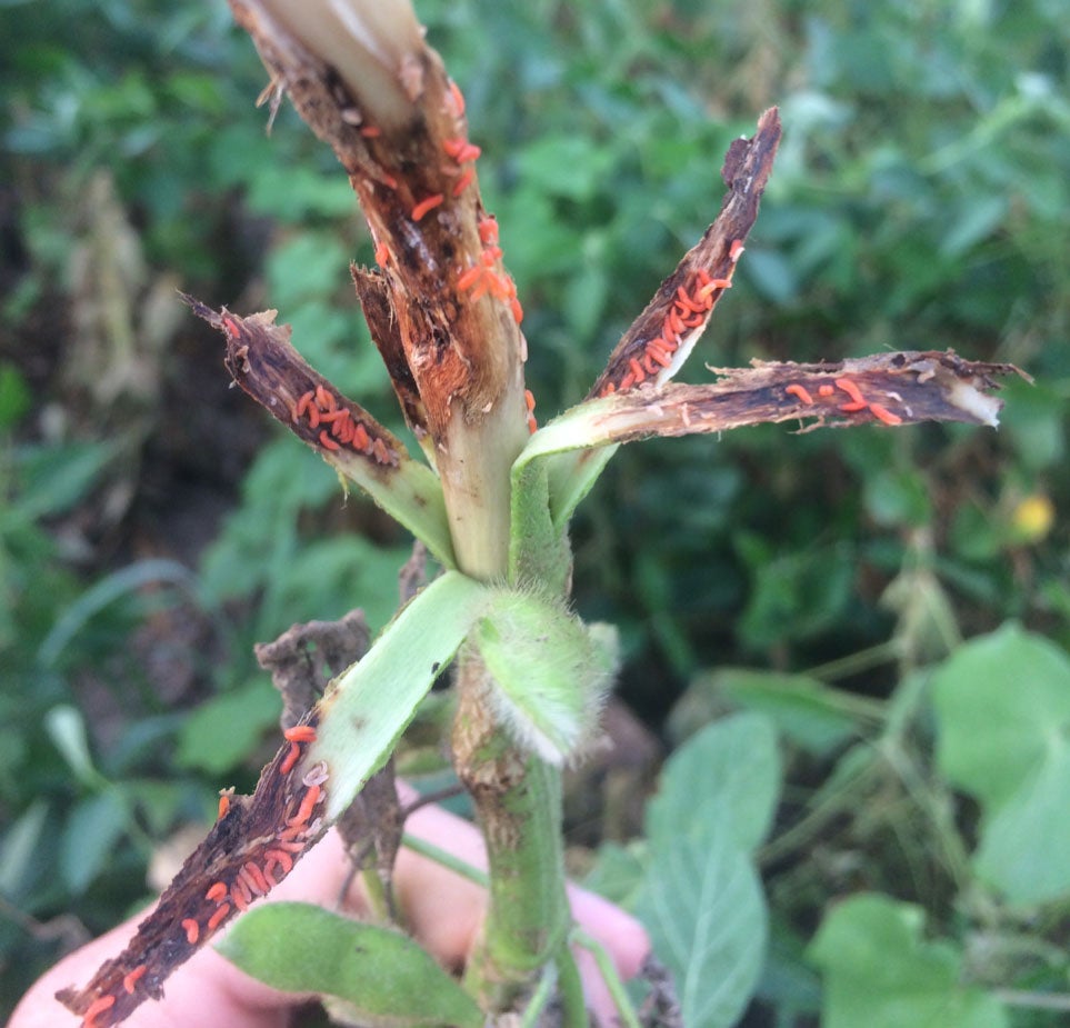 Green soybean plant with epidermis peeled back revealing numerous orange larvae