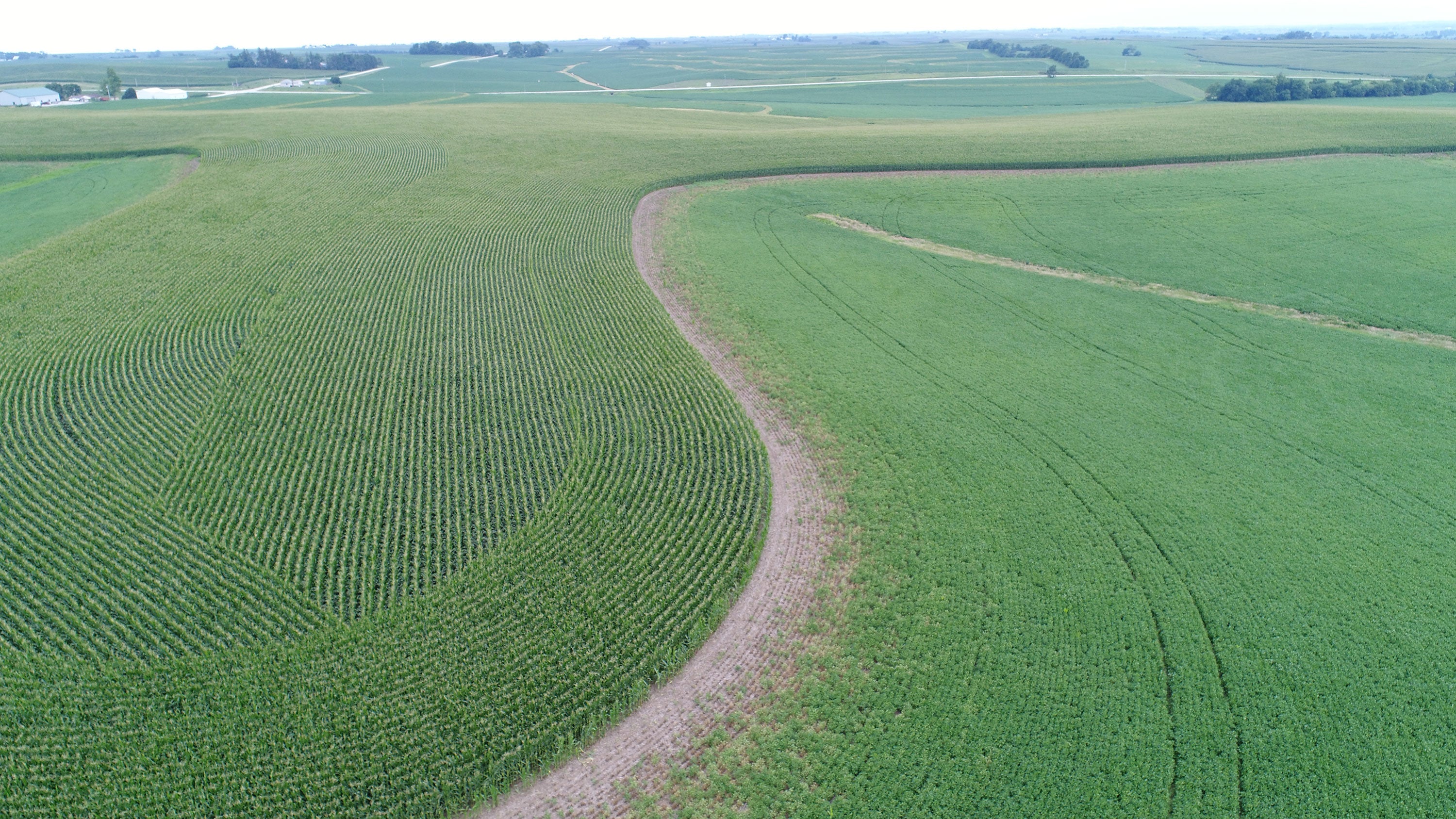A green corn field adjacent to a green soybean field with a patch of brown soil and dead soybeans between the two fields.