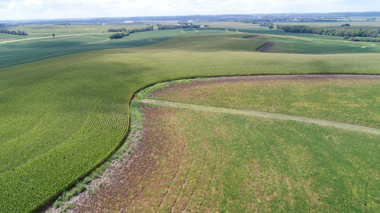 A green corn field adjacent to a green soybean field with a patch of brown soil and a gradient of dead brown to dying yellow soybeans between the two fields.