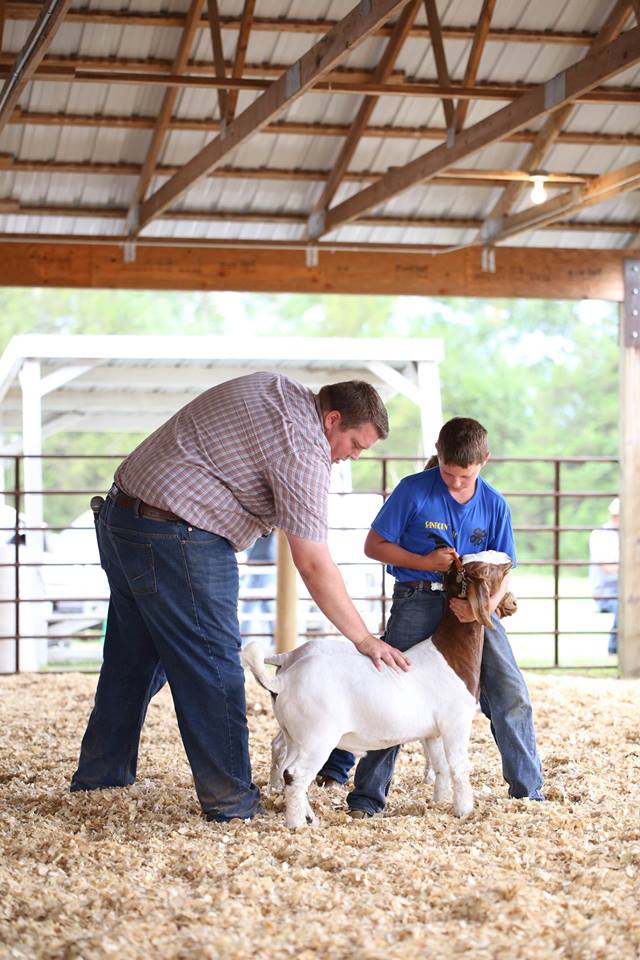 a father and son inspecting a show goat in a competition.