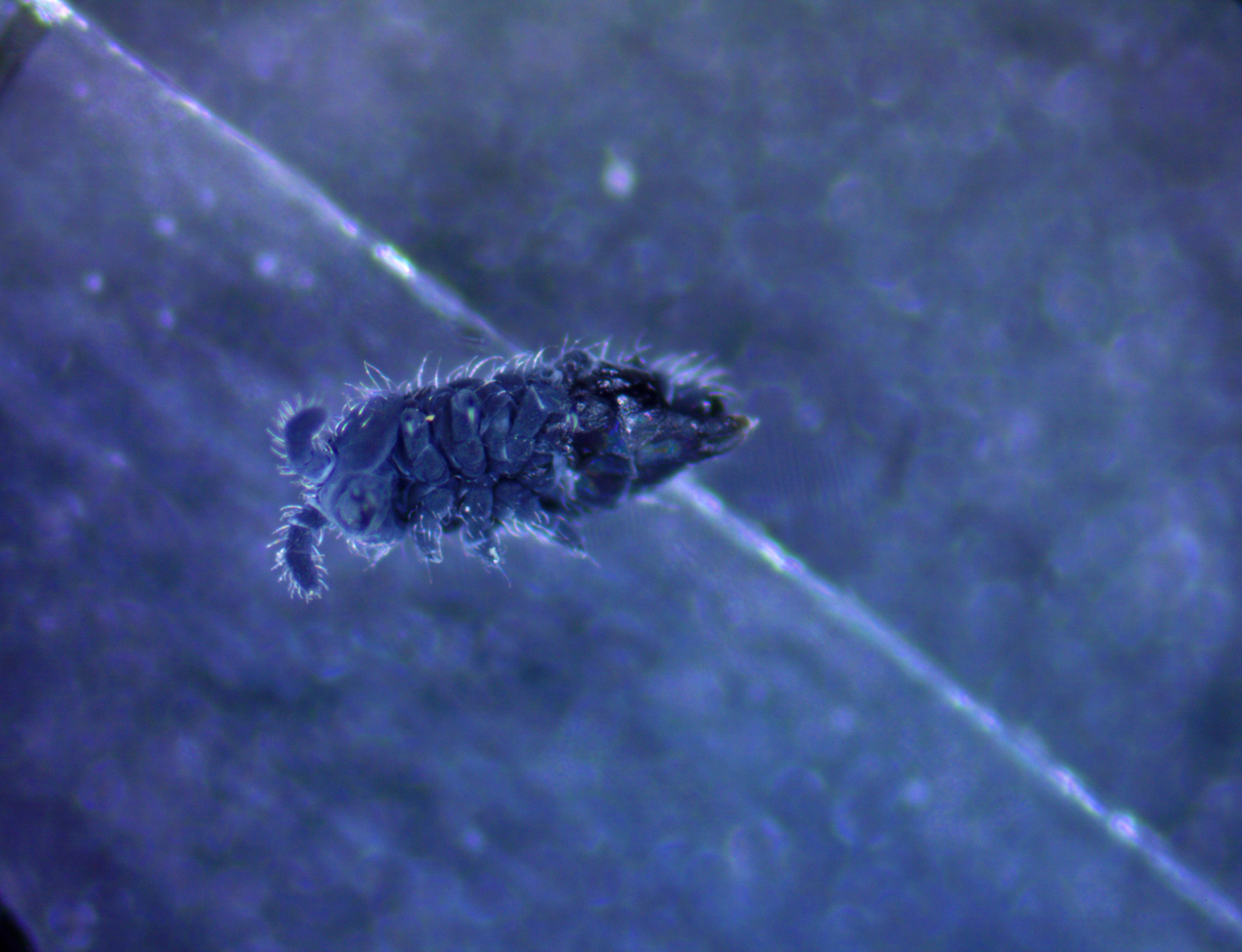 Magnified image of a springtail that is hairy and dark blue in color.