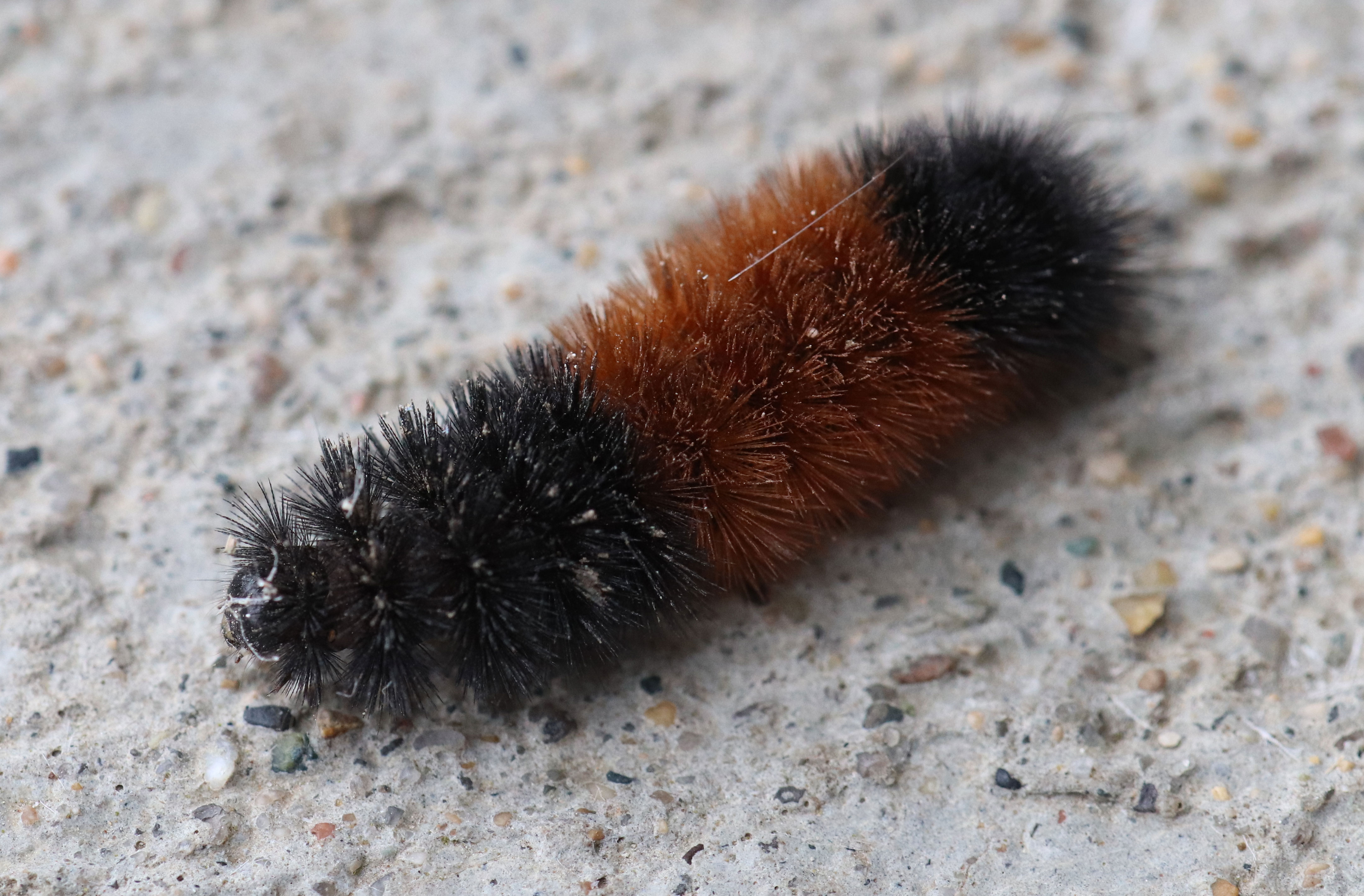 Black hairy caterpillar with a dark brown band in the middle of its body. The caterpillar is crawling on grey cement with visible pebbles present in the substrate.