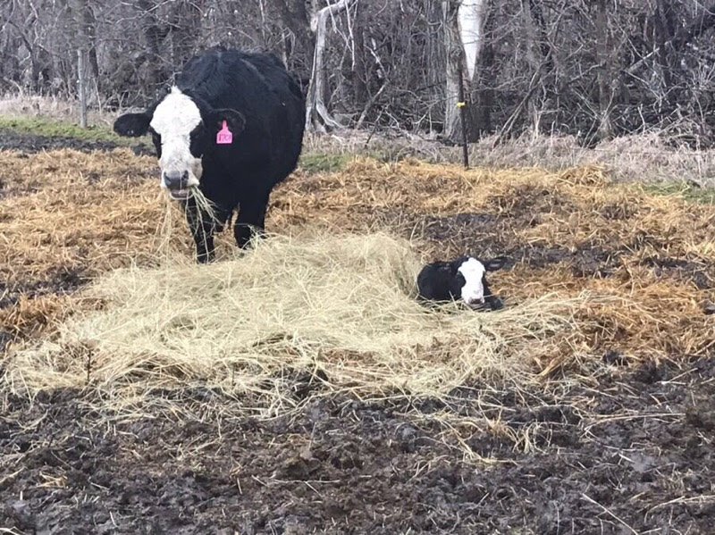 Black cow and calf out on muddy pasture with hay and straw bedding. Photo by Sara Bauder.