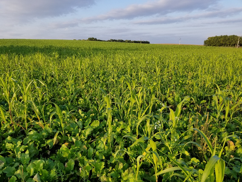 Picture shows a dense and diverse cover crop mix grown after cereal grain. The cover crop is very green with many brassica and grass plants growing. The top third of the picture is the sky with some gray clouds.