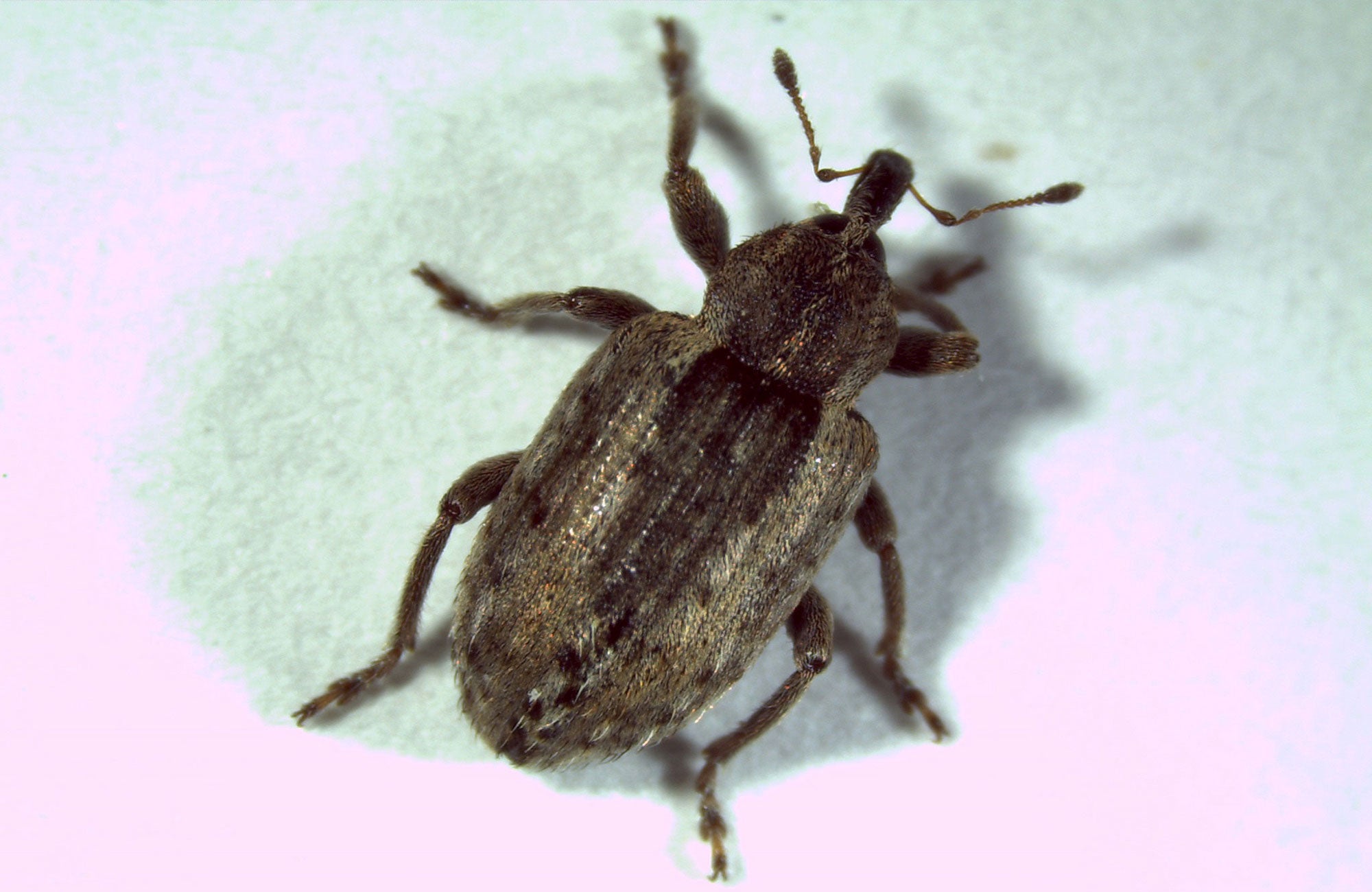 Brown beetle with long snout.