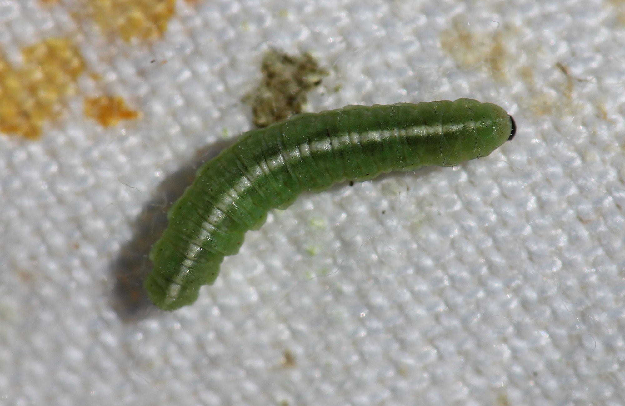 Green beetle larvae with white stripe and brown head.