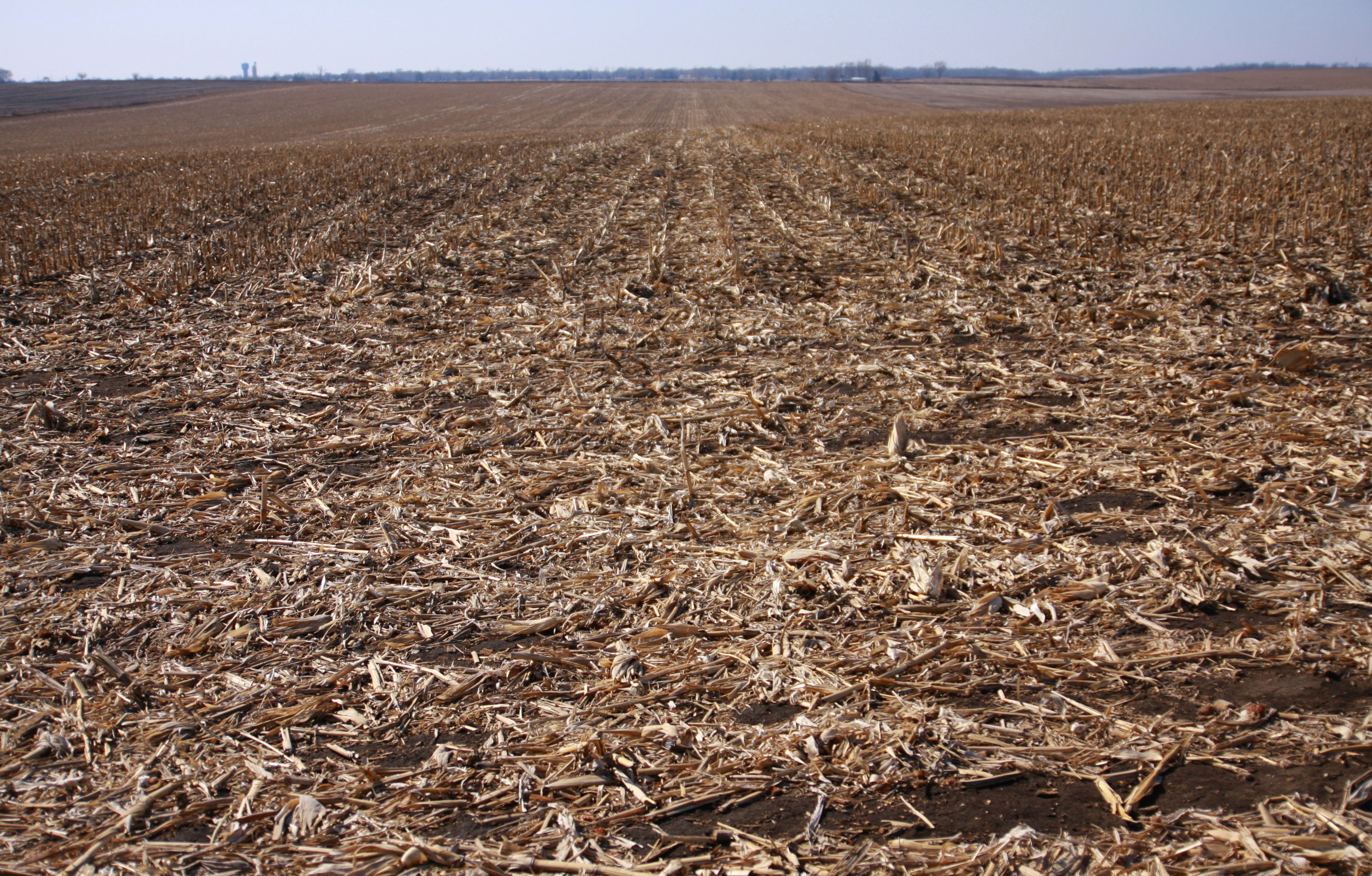 a no-till cornfield awaiting spring planting.