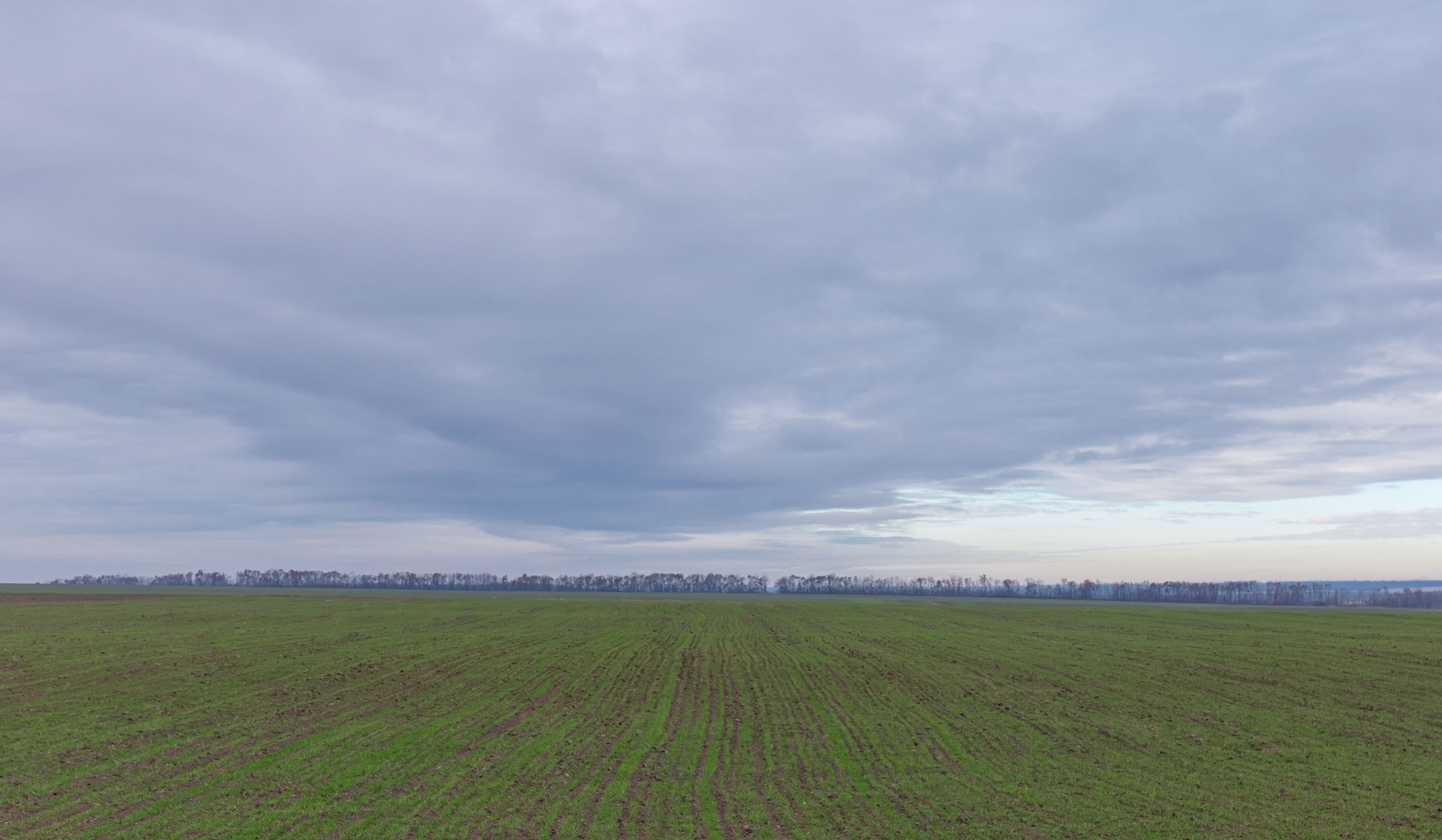 a winter wheat field greening up in early spring