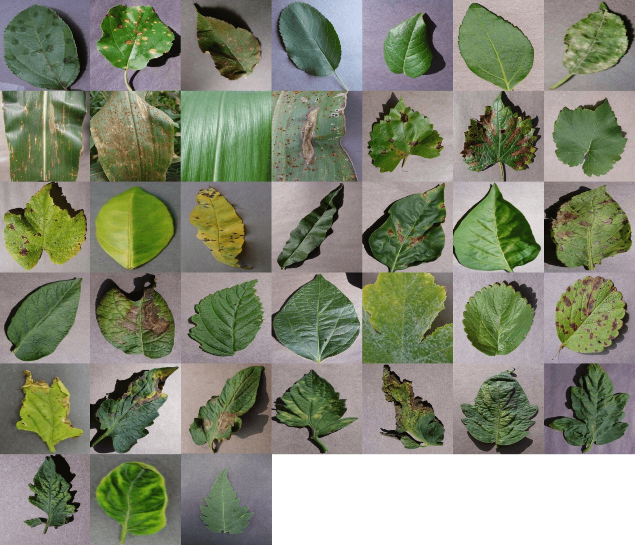 A collage of various plant diseases. Courtesy: USDA (iStock)