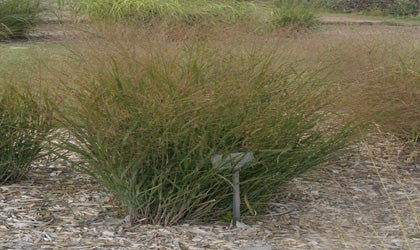 a thicket of tall, green to brown grass planted in a garden