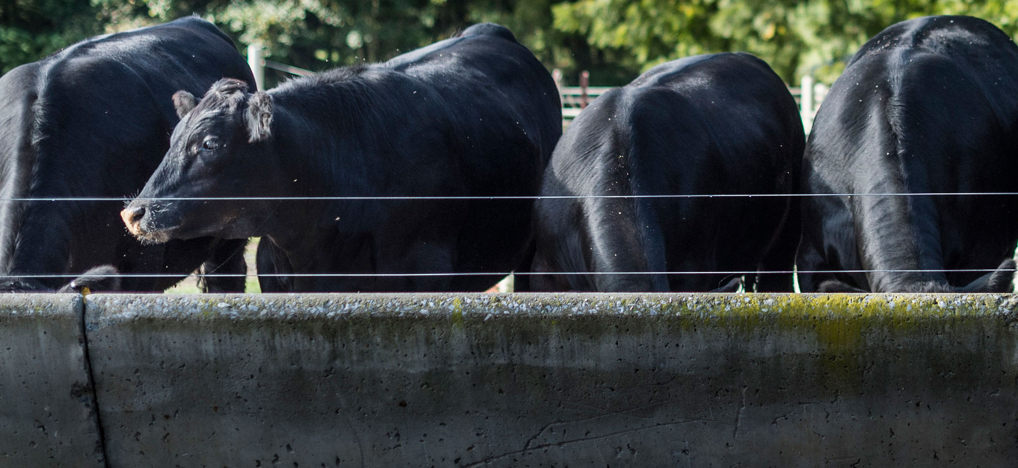 row of black angus cattle at a feedbunk