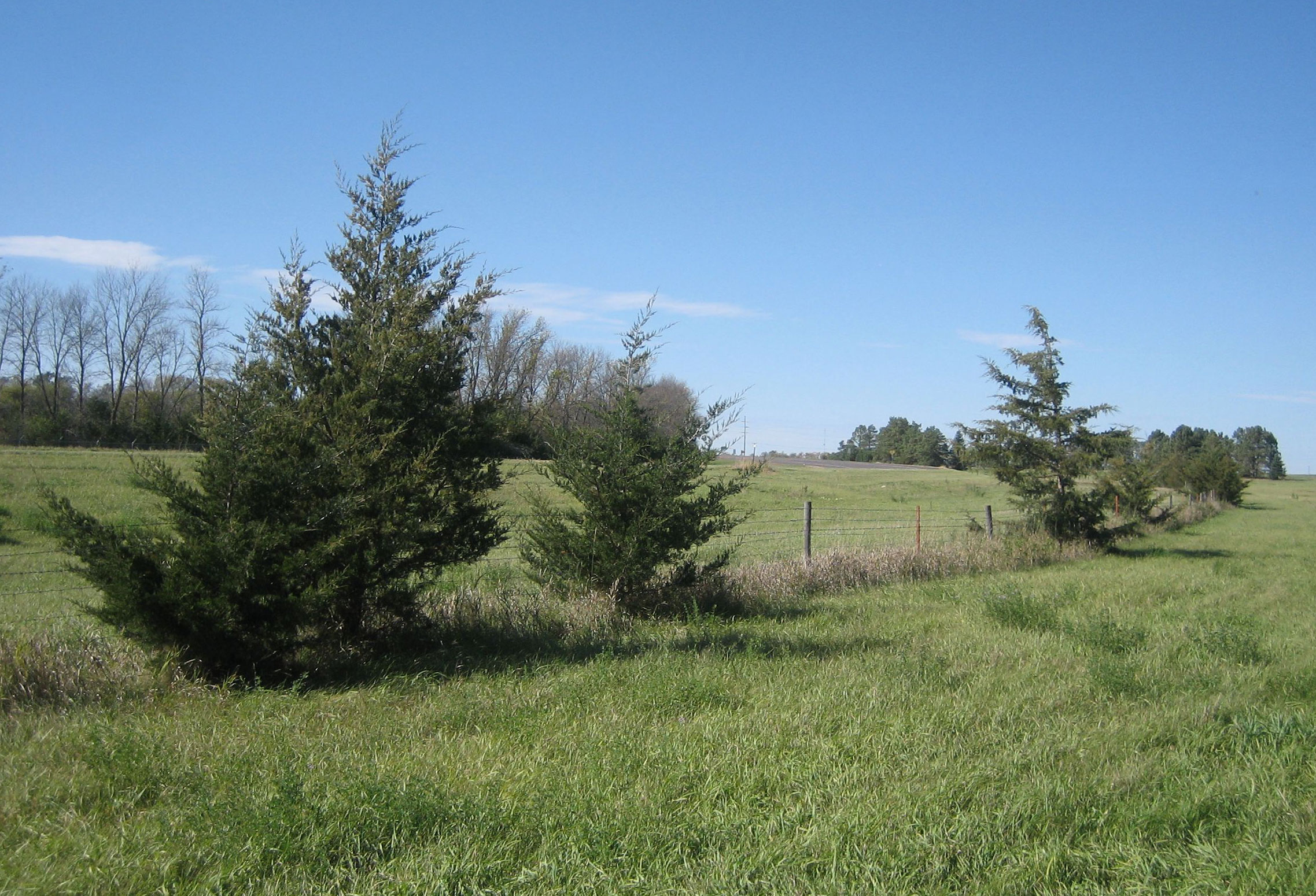 several medium-size cedar trees growing along a fence