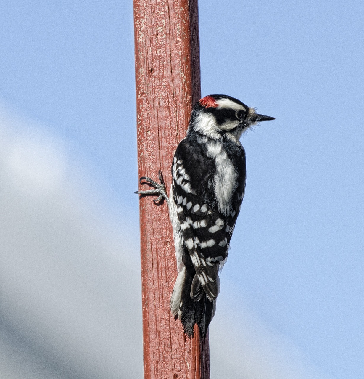 a downy woodpecker resting on a wooden pole