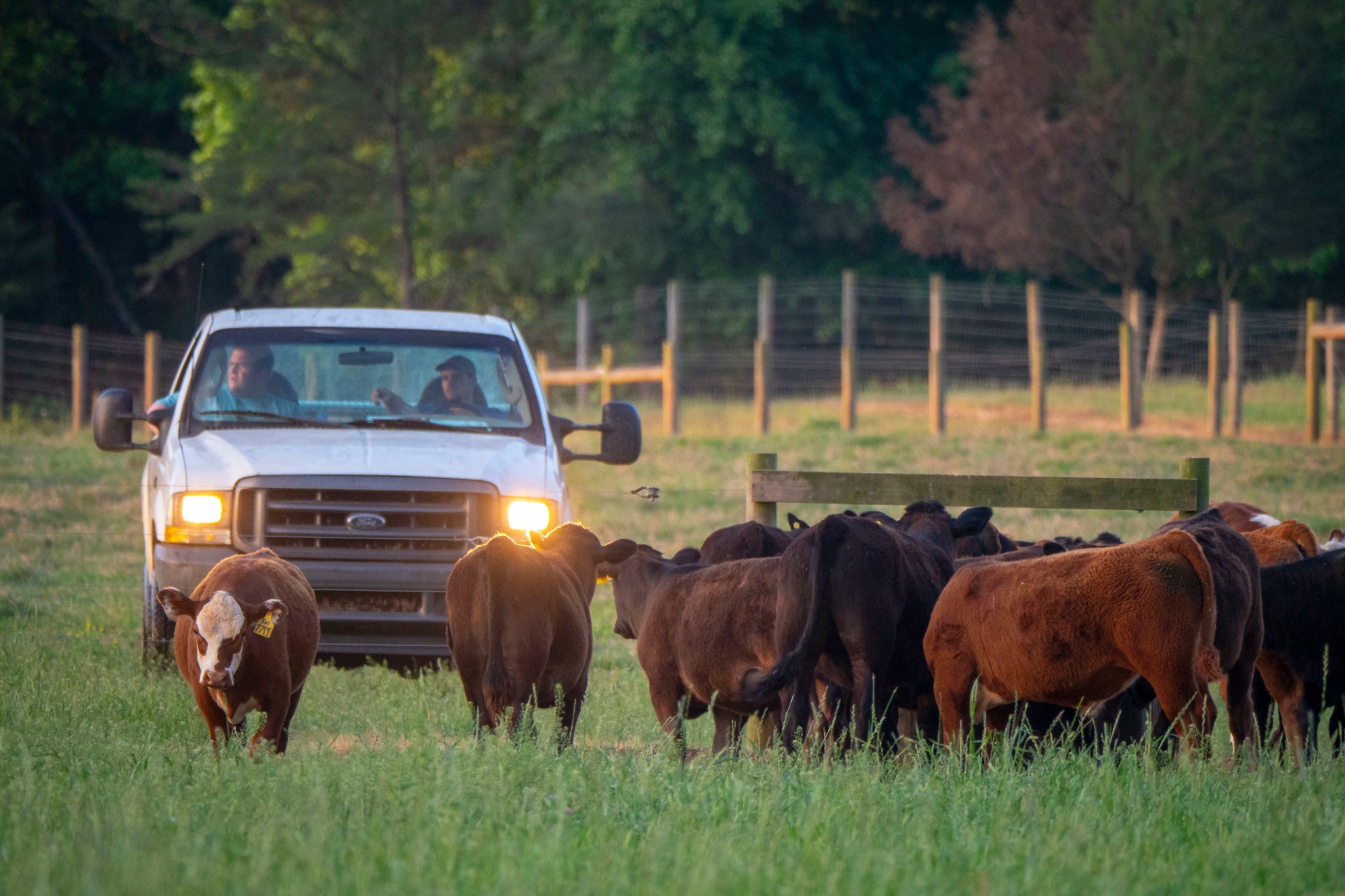 ranchers in pickup truck herding a small group of mixed cattle at pasture