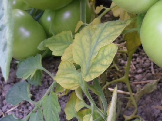 tomato plant with yellowing leaves