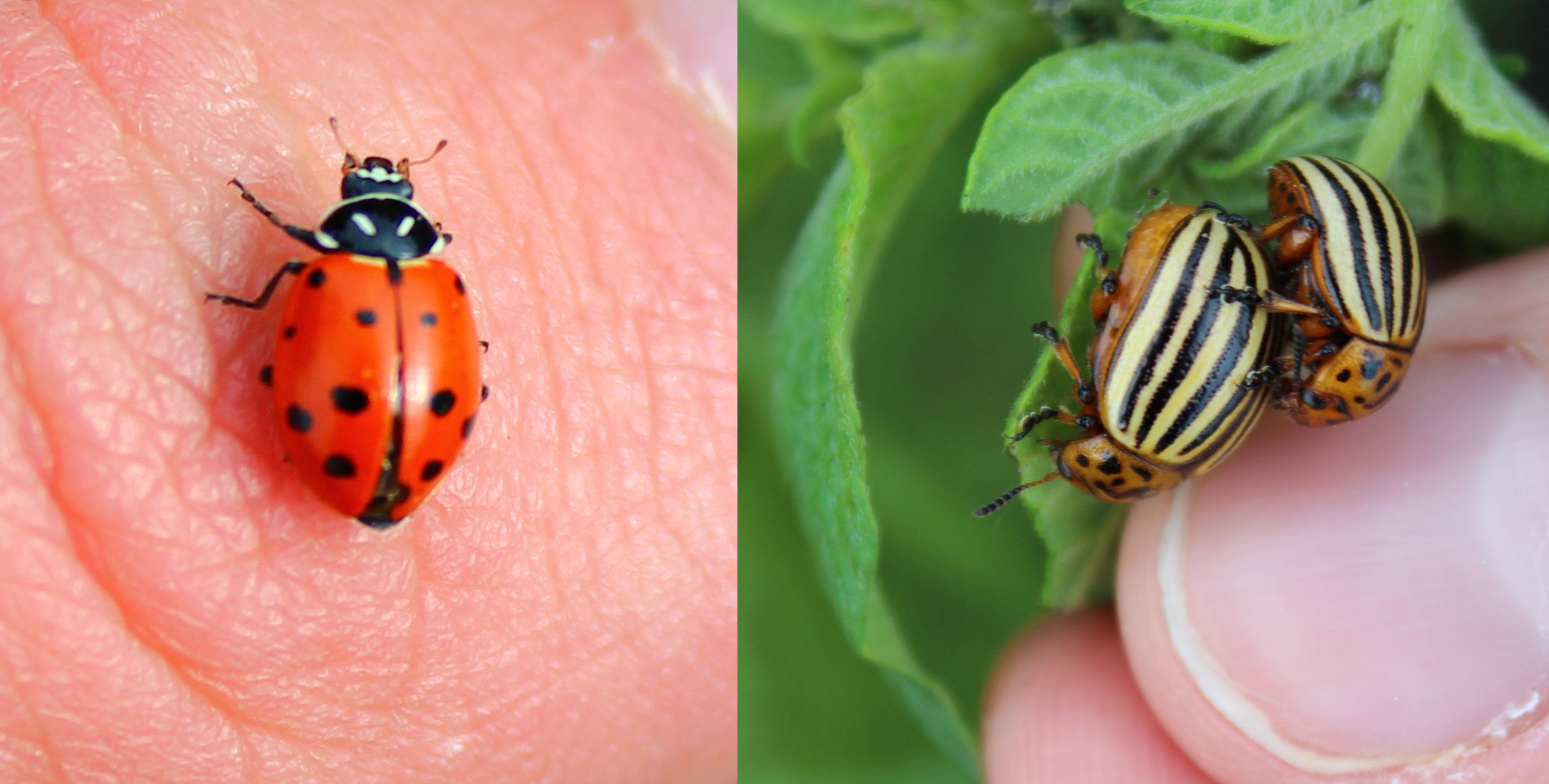 two beetles side-by-side. The left one is a ladybeetle. The right is a colorado potato beetle.