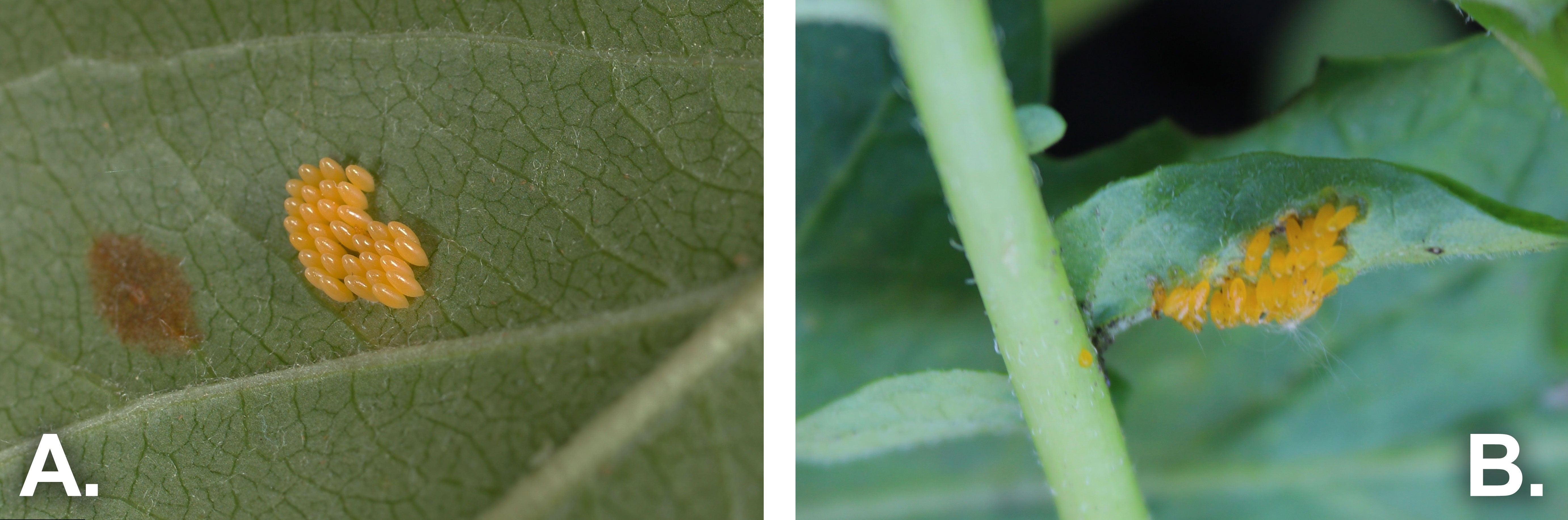 two clusters of yellow to orange eggs on green plant leaves. The left is labeled "A". The right is labeled "B".