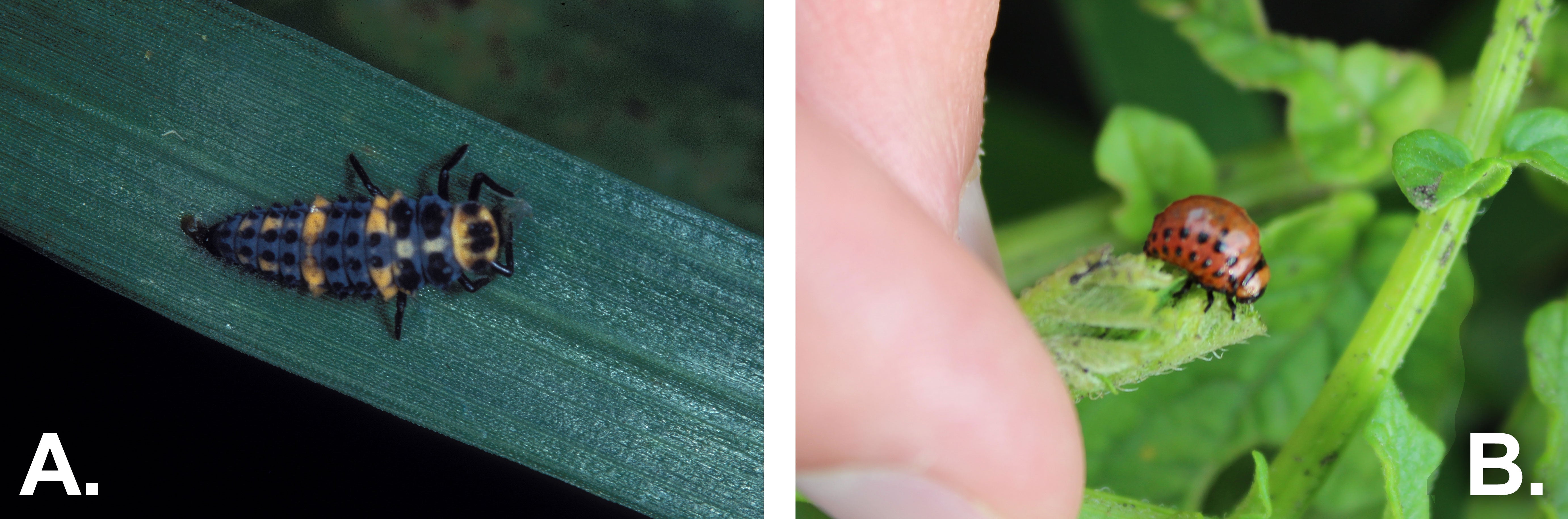 Side-by-side pictures of beetle larvae. The left is labeled "A". The right is labeled "B".