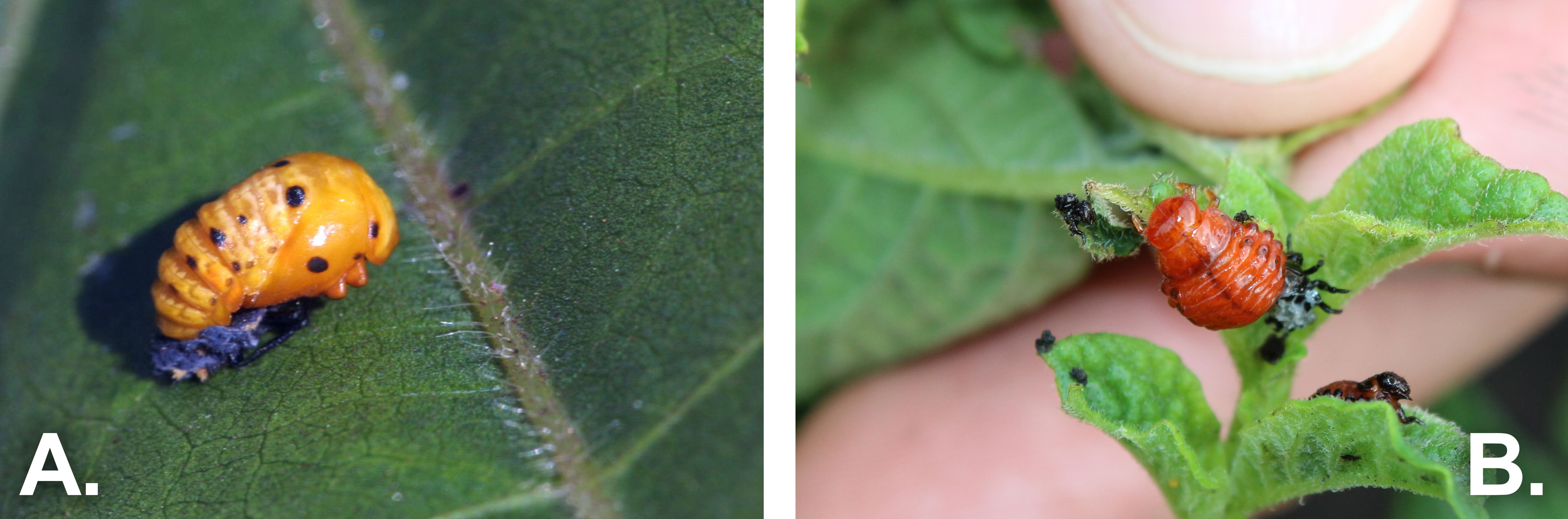Side-by-side pictures of beetle pupa. The left is labeled "A". The right is labeled "B".