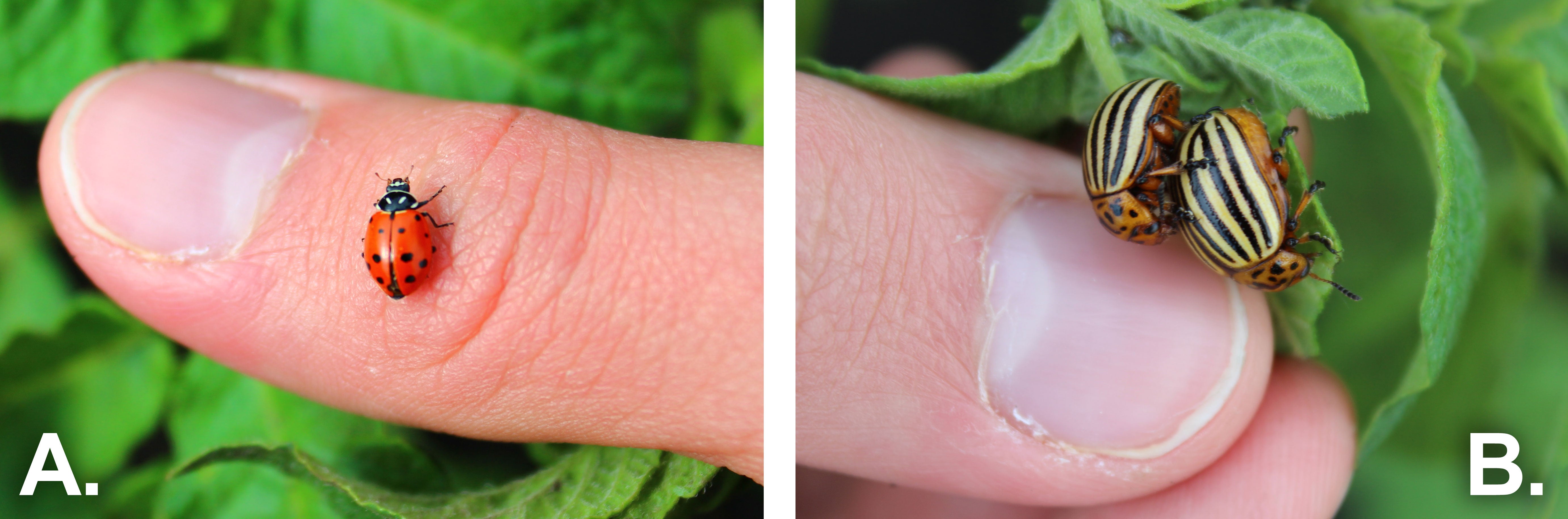 Side-by-side pictures of beetle adults. The right is labeled "A". The left is labeled "B". Side-by-side pictures of beetle adults. The left is labeled "A". The right is labeled "B".