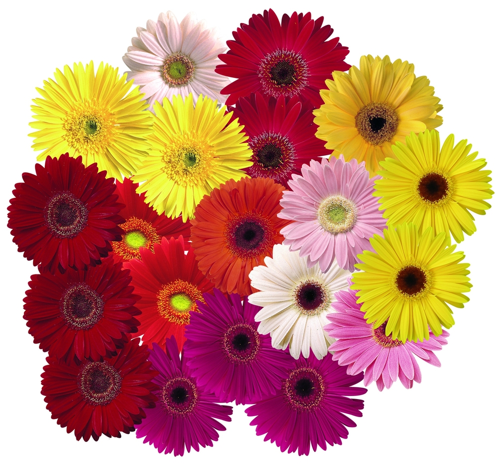 variety of gerbera daisies with red, pink, white, and yellow flowers