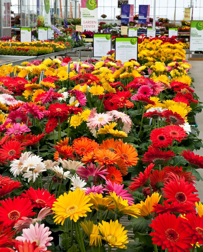 variety of gerberas on display at a garden center