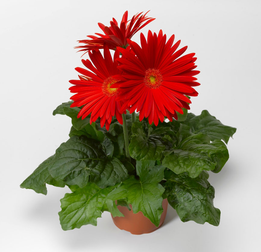 red gebera planted in a small clay pot