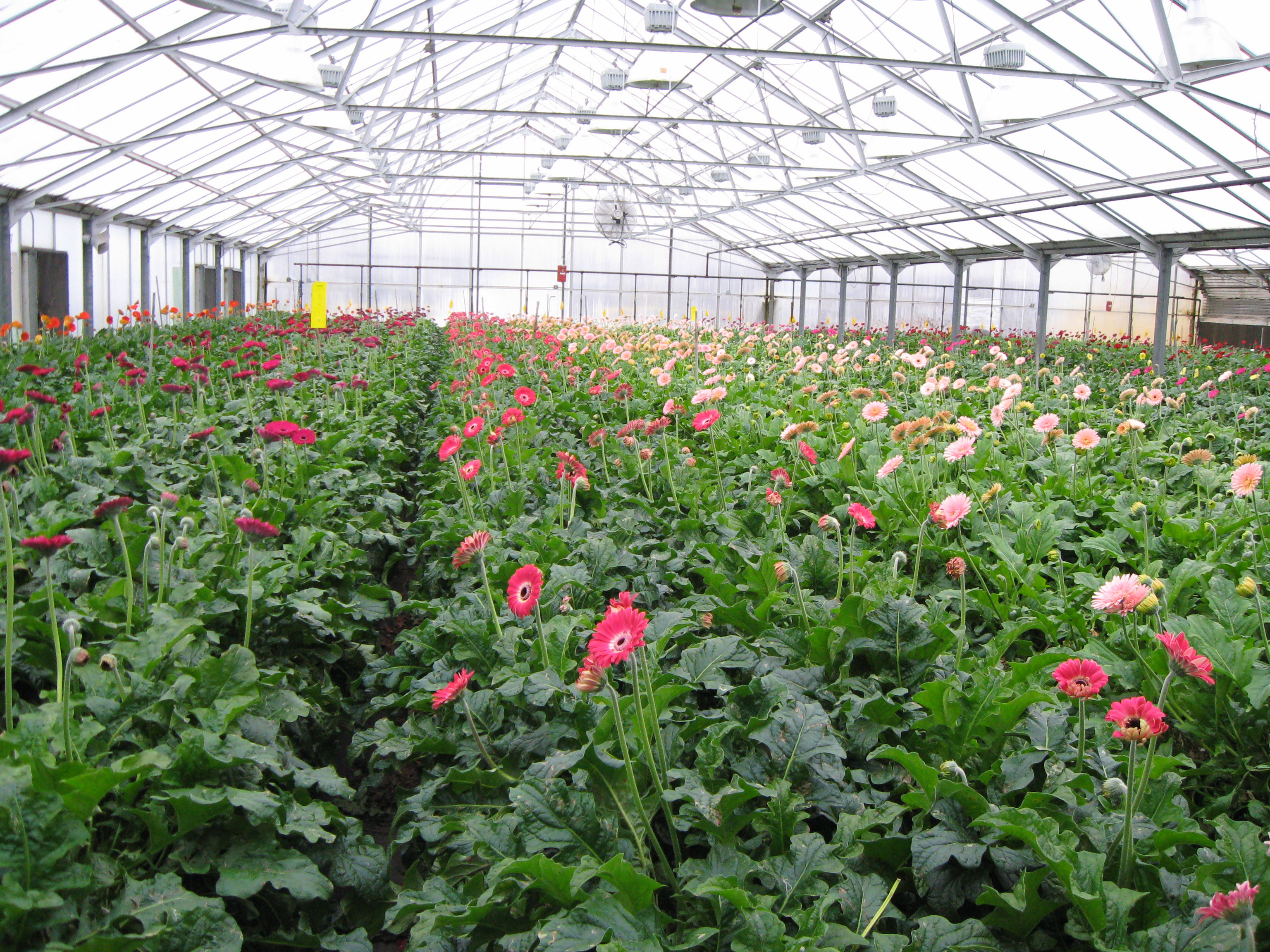 several long rows of gerbera plants growing in a greenhouse