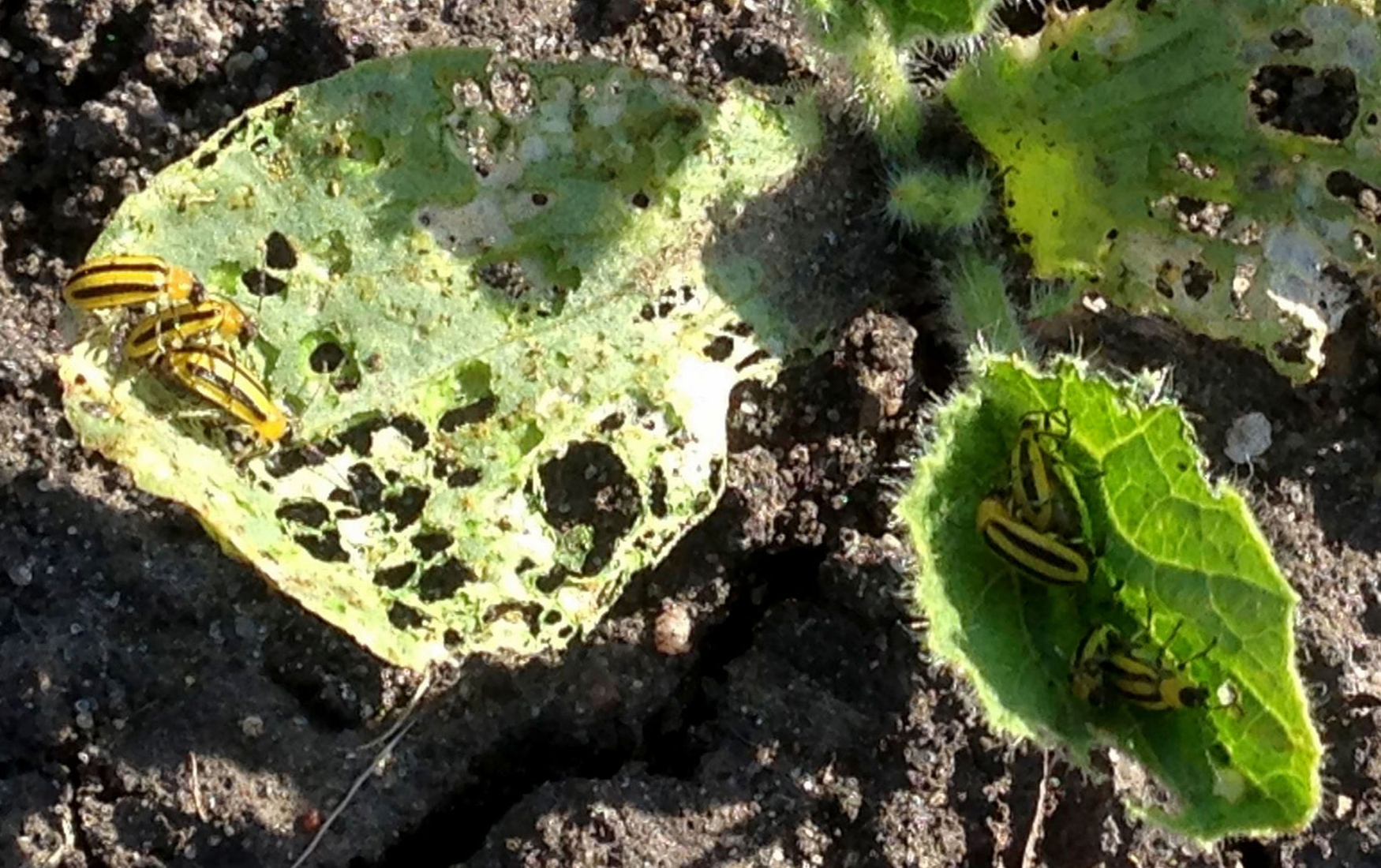 several yellow and black striped beetles feeding on plant leaves