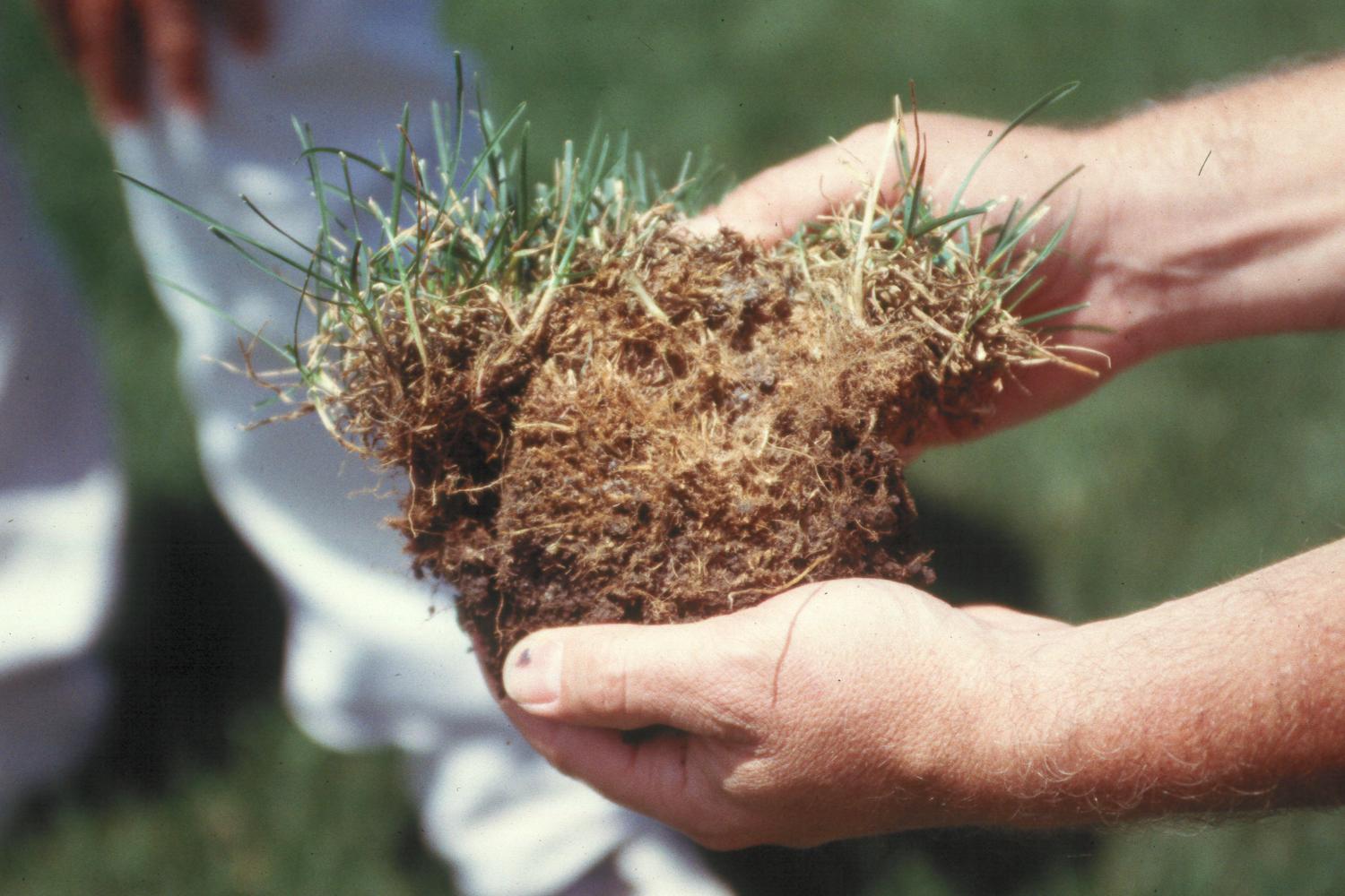 hands holding a sample of turf with thick thatch.