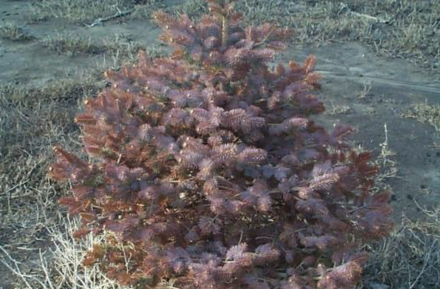 spruce tree seedling with weeds beneath it
