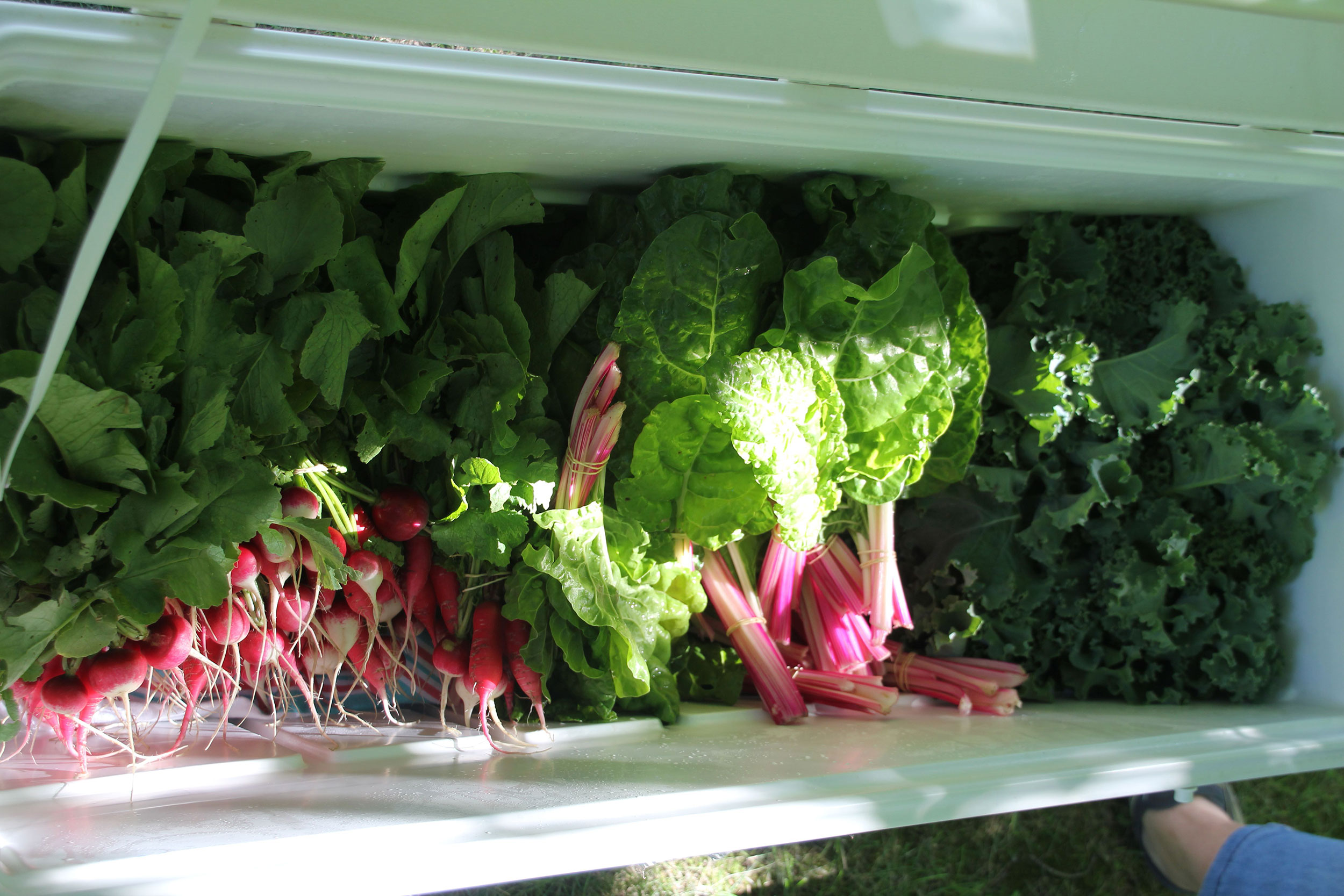 bunches of fresh garden greens ready to eat