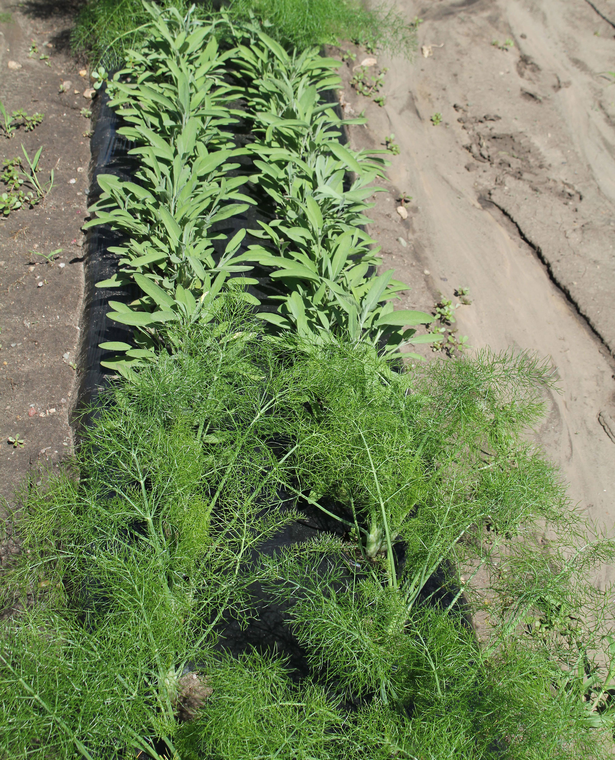 basil and sage growing in a community garden