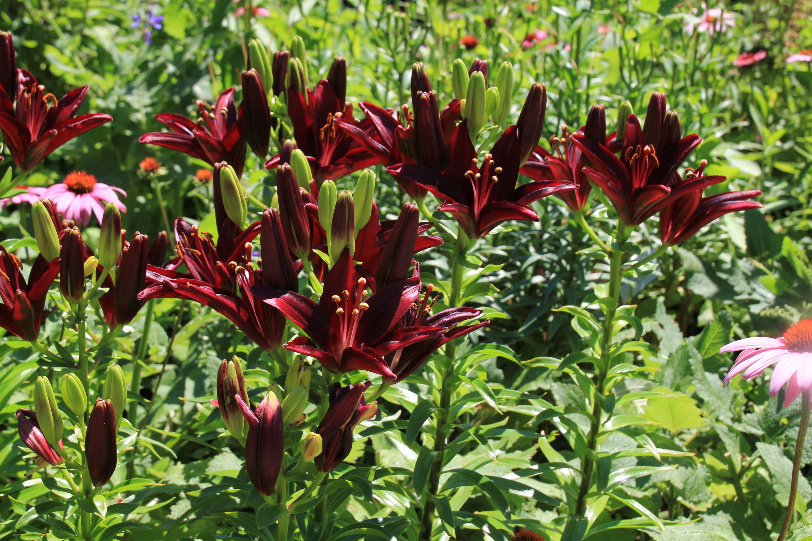 lily plants in a sunny garden with deep, dark red flowers