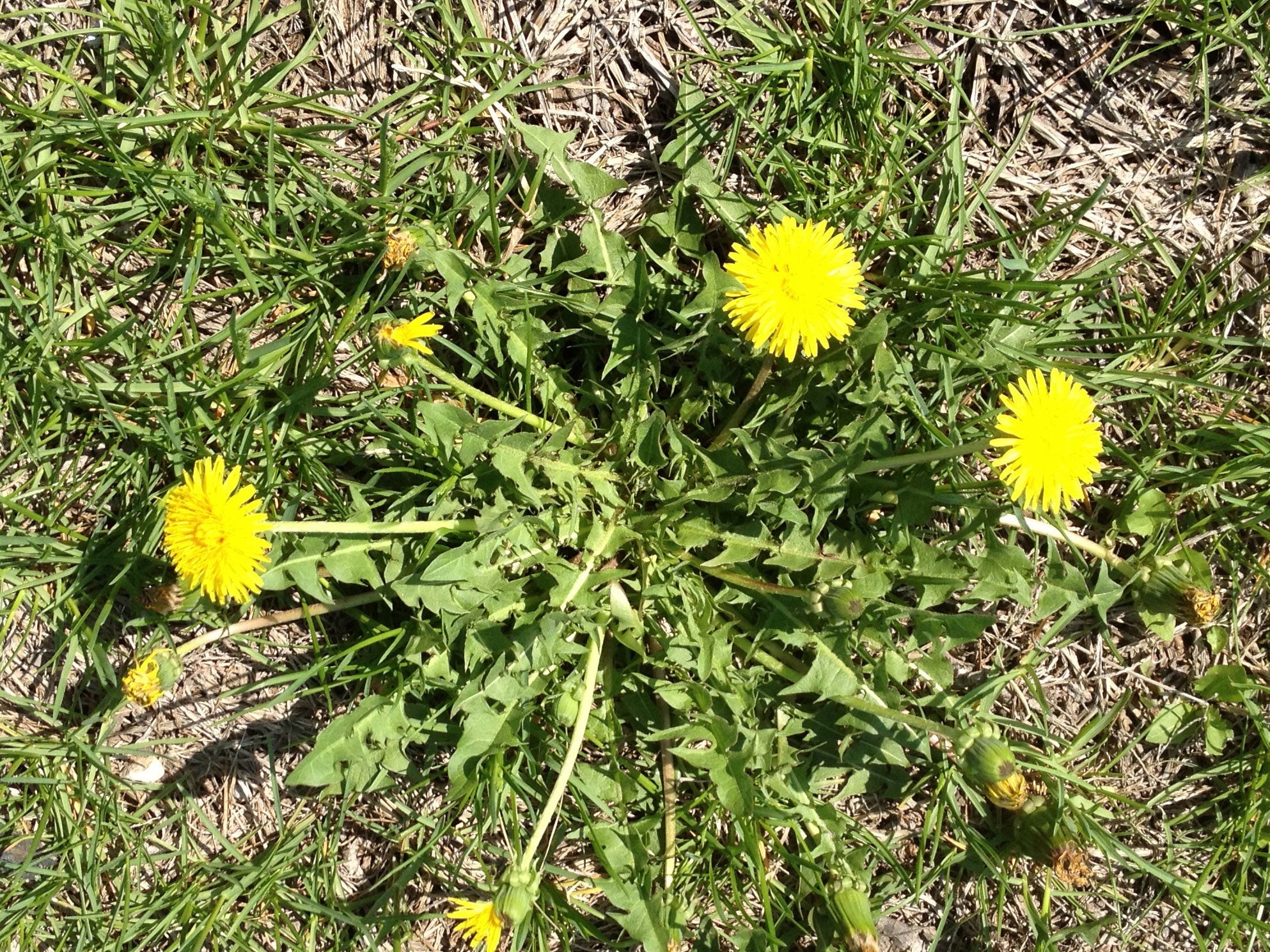 dandelions growing on a patch of lawn