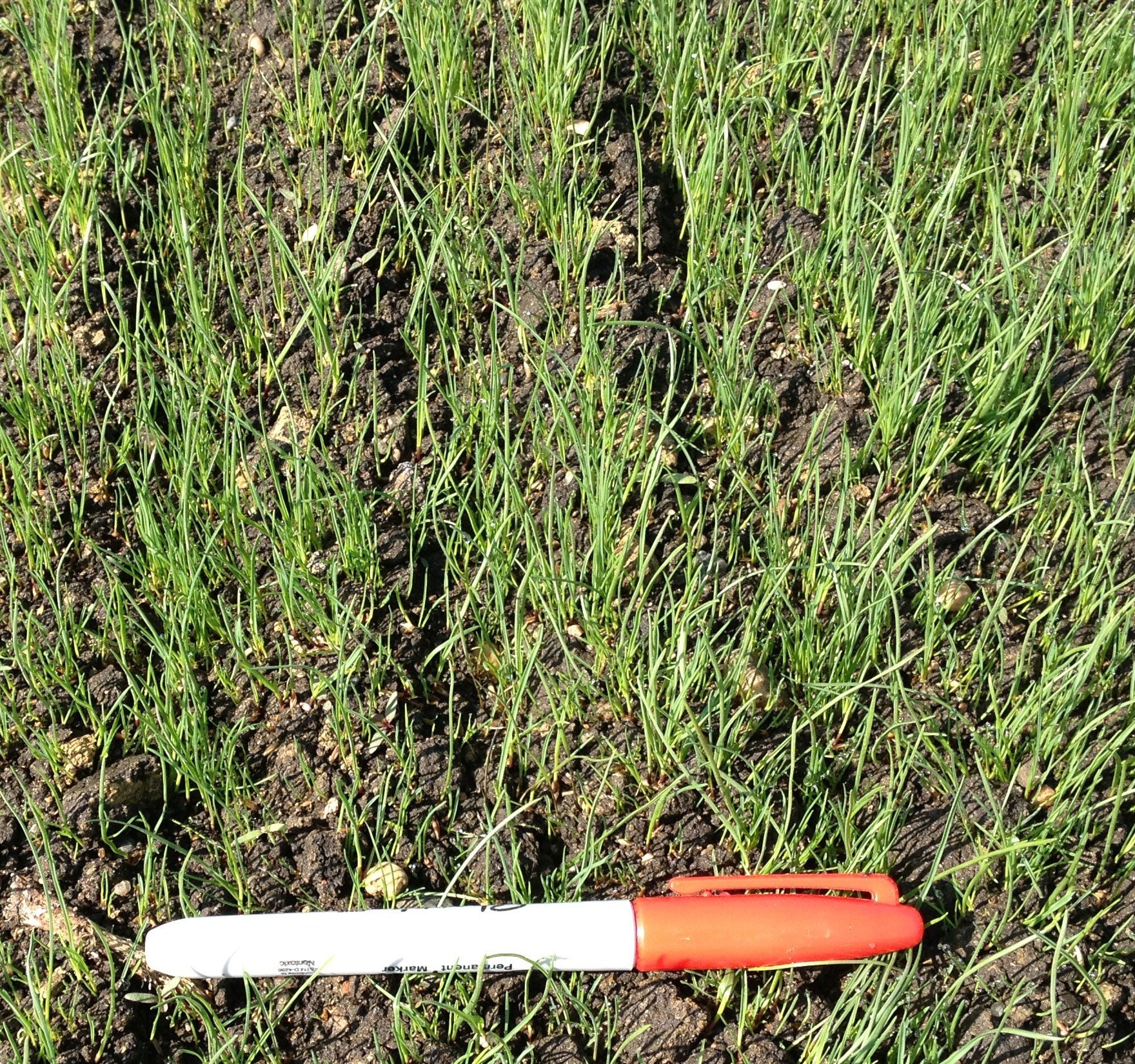 grass seedlings growing in a patch of lawn