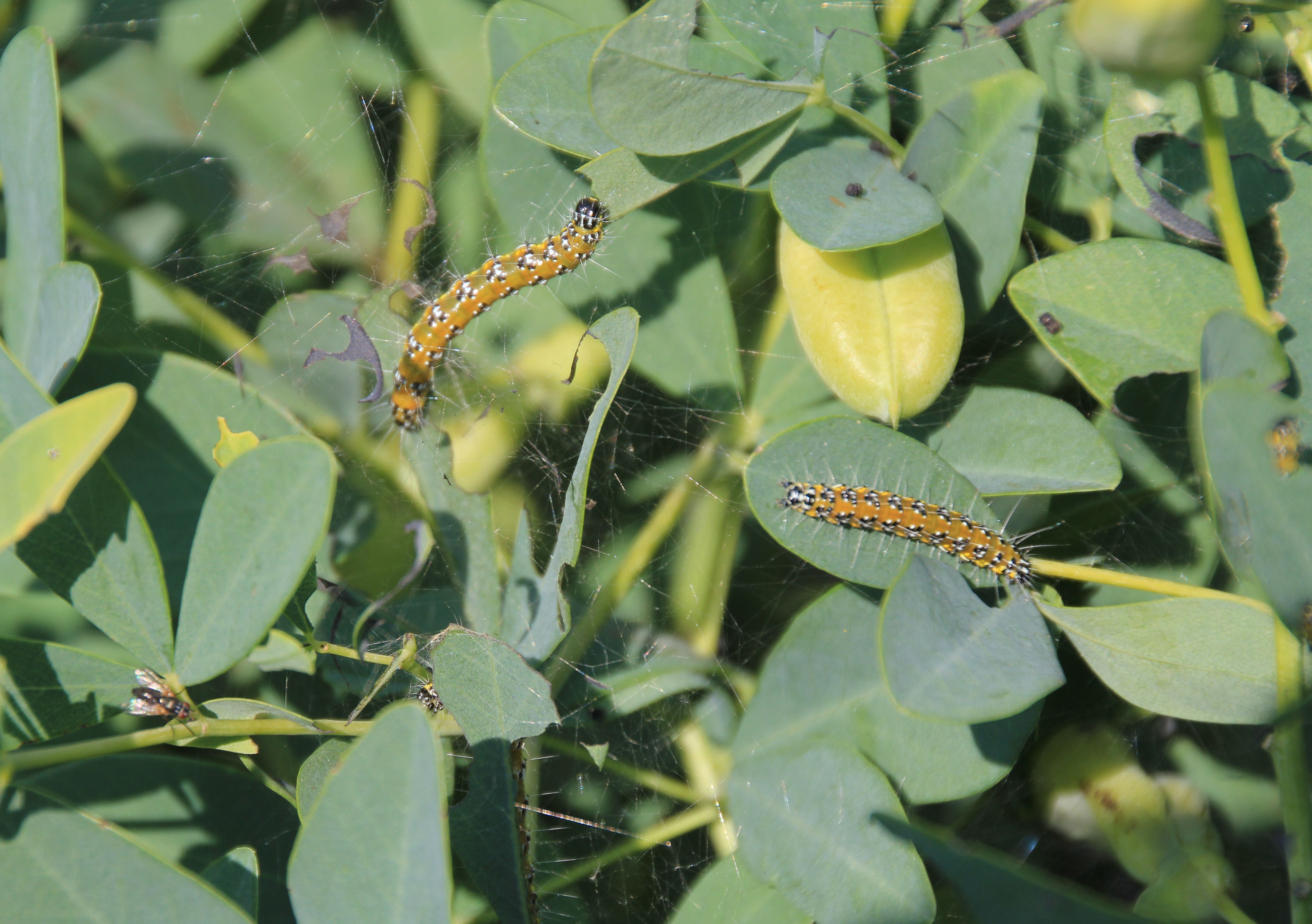two orange and white caterpillars feeding on green plant leaves.