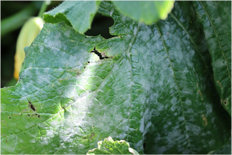 green plant leaf with white, powdery growth throughout